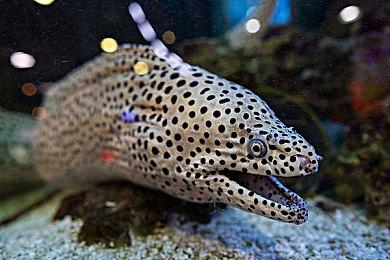 《浪人崛起》《龙之信条2》发售日撞车