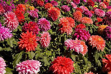 《使命召唤18》僵尸模式IGN评5分 过于无聊了